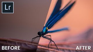 Fast & Easy Macro Editing in Lightroom | QE #93