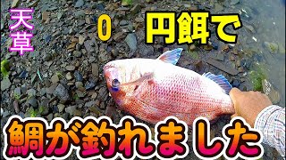 172-【フカセ釣り】熊本県天草で全遊動沈め釣りで、0円餌(カニ)で思わぬ大物(真鯛)ヒットにびっくり