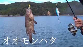 オオモンハタの釣り方 Areolate grouper