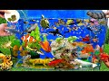 Catch Cute Animals, Rainbow Chicken, Rabbit, Turtle, Catfish, Crocodile, Centipede, Goldfish