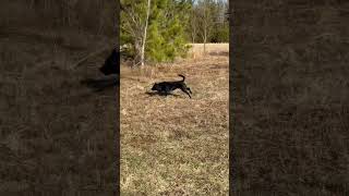 Quail hunting with a black Labrador retriever #blacklab #labradorretriever #huntinglab