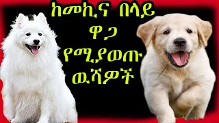 🔴ከመኪና በላይ ዋጋ የሚያወጡ 5 የዉሻ ዝርያዎች|| top 5 expensive dogs