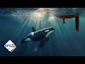 When Orcas Attack Boats | Wild to Know