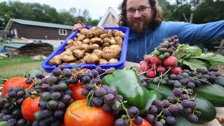 HUGE Organic GARDEN \u0026 FOOD FOREST Harvest │ Tomatoes, Grapes, Potatoes, Viking Berries, Vegetables 🍇