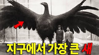 세계에서 가장 큰 새! 살인가능한 이 새는 정말 실존했을까?