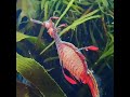 The Weedy Sea Dragon !! #seadragon #underwatercreatures #Weedyseadragon #shorts #trending