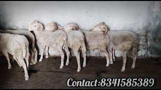 Location A 1 Goats Sheep Vilayati Baby Sheep For Sale Available Contact : 8341585389