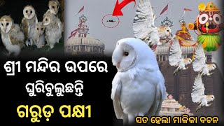 ସତ ହେଲା ମାଳିକା ବଚନ ଆଜି ଓଡ଼ିଶା ମାଟିକୁ ଓହ୍ଲାଇଛନ୍ତି ପକ୍ଷୀରାଜ ଗରୁଡ଼ || Garuda Bird || @otvodisha ||