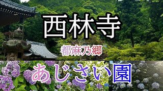 【あじさい】都麻乃郷あじさい園 / 西林寺