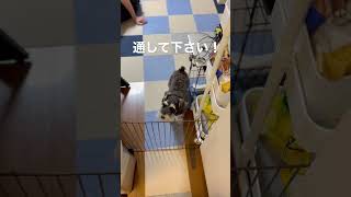 どうしてもキッチンに行きたいシュナウザー犬まろ【ミニチュアシュナウザー多頭飼い】#shorts