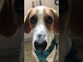 buster beagle pointer trying his best at leave it