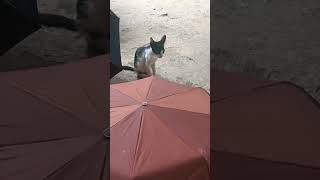 പൂച്ചയെ കുറിച്ചുള്ള ചില സത്യങ്ങൾ#cat#cat lovers#viral#trending#shorts#yt