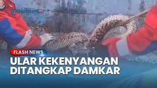 Ular Sanca 5 Meter Kekenyangan Makan Bebek Warga Pademangan Ditangkap Damkar