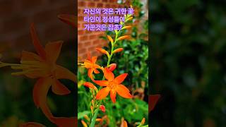 애기범부채 꽃말은 청초 (Montbretia)#애기범부채#몬트부레치아#크로코스미아