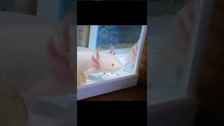 【うぱさん】おわかりいただけただろうか…目から何かが落ちる #ウーパールーパー #axolotl