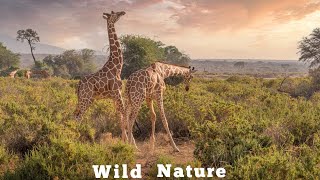 Giraffes Released into new Home Saving Giraffes Africas gentle Animals Tooniverse