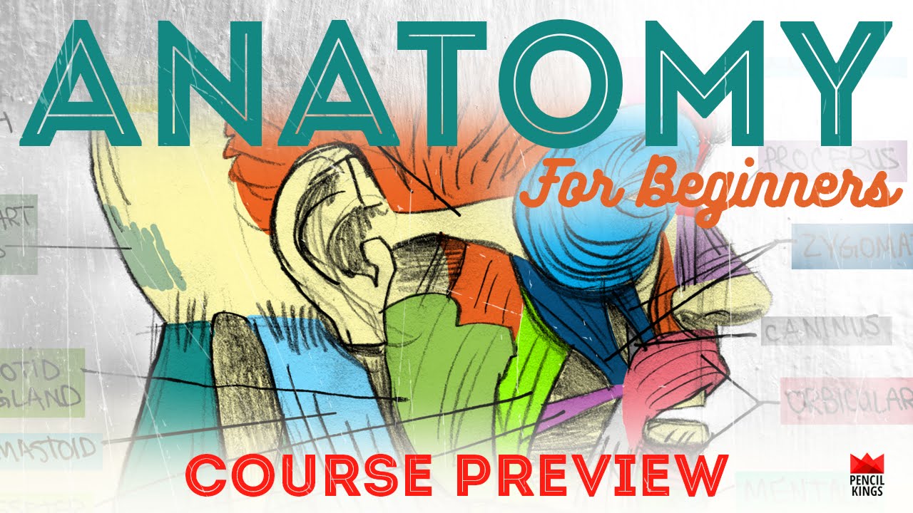 Anatomy For Beginners The Complete Guide Course Preview Youtube