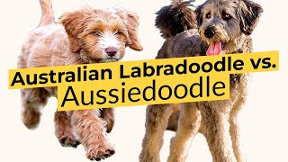 Australian Labradoodle vs.  Aussiedoodle 🔴 2023 🔴