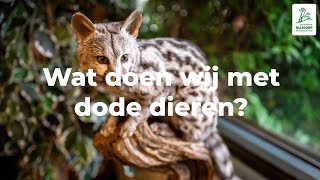 Wat doen wij met dode dieren?