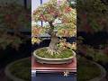 Trident Maple at the Heathrow Bonsai Show 2023 #bonsai #bonsaitree #bonsaishow #tree #japanesemaple