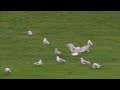 tender spring & Papiernik - Triple7