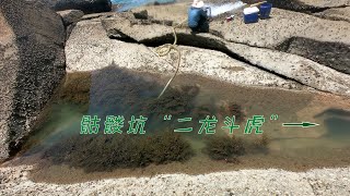 海岛骷髅坑“二龙斗虎”，抓一条就能卖400 “龙争虎斗”果然劲爆