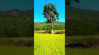 forming in my village PADERU|| visakha agrncy