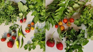 Harvesting Organic Vegetables from my Apartment Balcony | Balcony Garden Vegetable