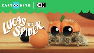 Happy Halloweener! | Lucas The Spider | Cartoonito