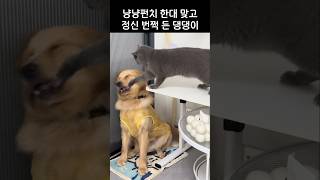 이유 없이 날라오는 냥냥펀치에 빡친 댕댕이