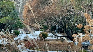 The First Snow in My Winter Garden (December 5,2024)