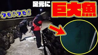 堤防から見えてる巨大魚の目の前にエサを落とすと・・・！？