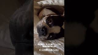 お見送りとかはしない犬【お仕事行くよシリーズ】一人で静かに過ごしたいボストンテリア