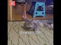 【おもしろペット】猫不機嫌顔😝 shorts