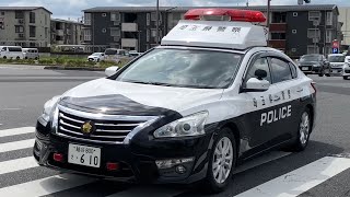 【埼玉県警ティアナ！】警官の取り締まり現場にティアナパトカー登場！！