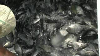 Massive Stocking of Tilapia at Corona Lake