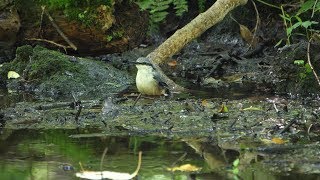 河口湖フィールドセンターのゴジュウカラの水浴び　その１９（4K60P動画）