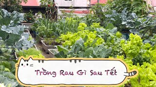 011 TRỒNG RAU GÌ SAU TẾT trên vườn rau sân thượng tại nhà