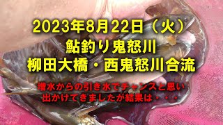 【2023鮎釣り】8月22日（火）鬼怒川釣行（柳田大橋・西鬼怒川合流）