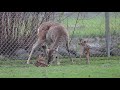 these baby deer were just born in lakeside park