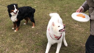 JDog 秋田犬TAM 物語78 当別町ドッグラン / ベーグルドック さんりん舎 - 石狩郡当別町