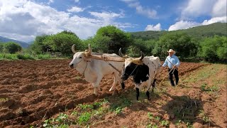 Back to the field in Mexico plowing with a team of oxen