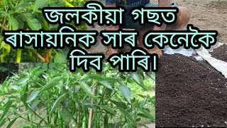 জলকীয়া গছত সাৰ প্ৰয়োগ কৰিলো।কি কি দিব জলকীয়া গছত।