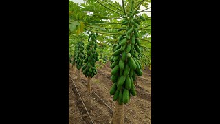 Greenberry Papaya, Ecosynk Agrotech Mobile No. 83580 41513