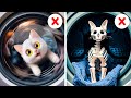 Testing Cat Hacks 🐾 Home Crafts You Never Knew You Needed