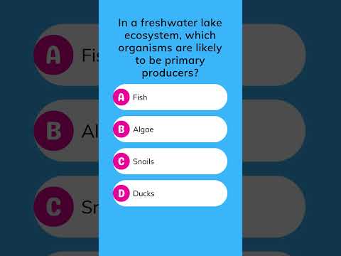What is the major primary producer in the marine ecosystem?