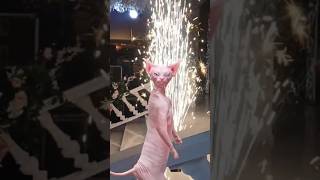 #sphynx #cat #funny#happy  #wedding #enjoy #wow