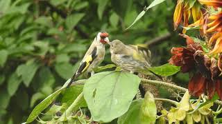 European goldfinch feeding its chick in my backyard.