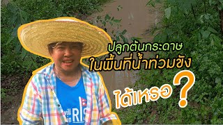 ปลูกต้นกระดาษในพื้นที่น้ำท่วมขัง ได้เหรอ?