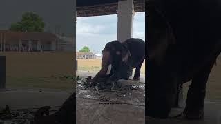 ഇനി കുറച്ച് യോഗയാവാം | ഇത് കുക്കൂടാസനം | Kerala elephant | ആന പാപ്പാൻ | പൂരം  Thrissur